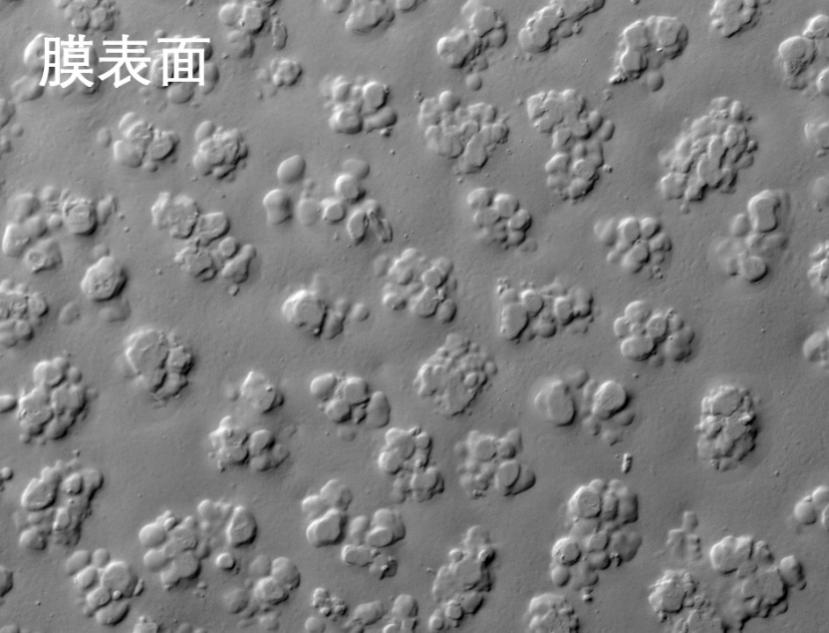 suncitygroup̫�������ս��ʽĤ�羵��Ƭ